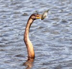 Anhinga Morning Fishing in Marsh&nbsp;Pond