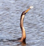 Anhinga Morning Fishing in Marsh&nbsp;Pond