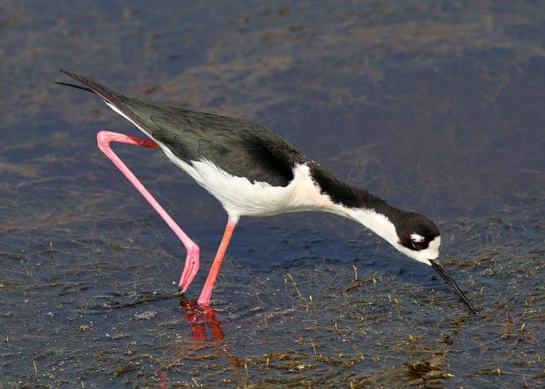 Black Necked Stilt 