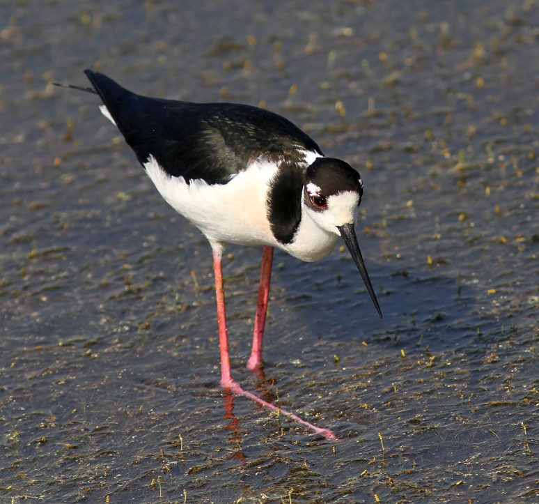 Black Necked Stilt 