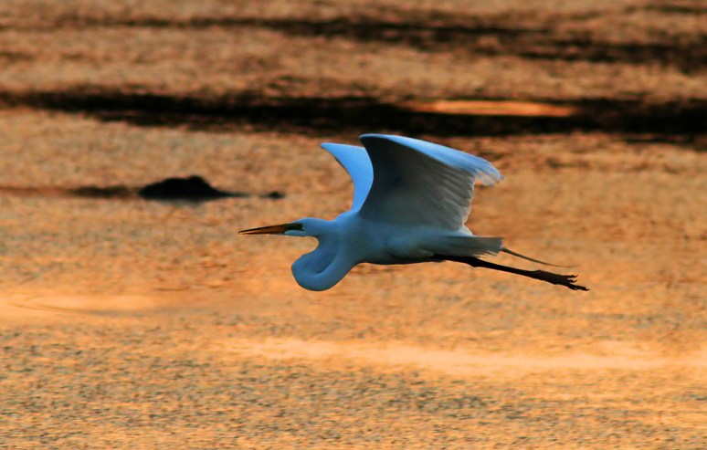 Egret Sunset Flight Across the Marsh with Alligator