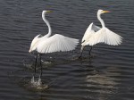 Egrets Dance Away