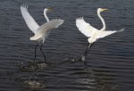Egrets Dance Away