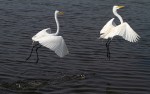 Egrets Dance Away