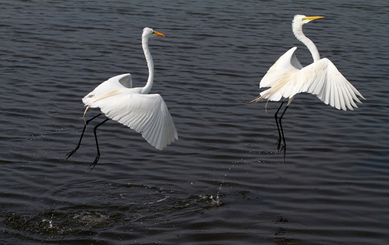 Egrets Dance Away 