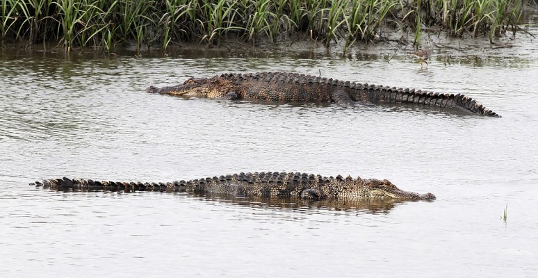 GBH and Alligators in Salt Marsh 