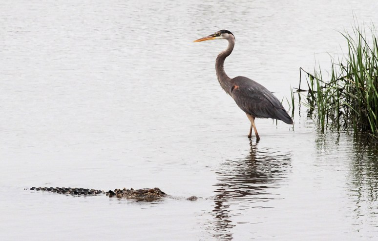 GBH and Alligators in Salt Marsh 