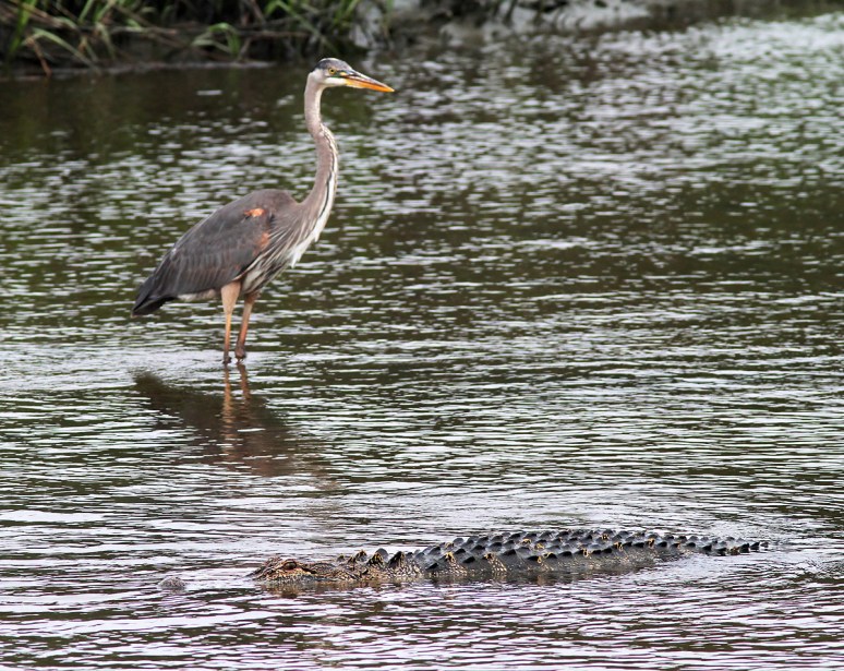 GBH and Alligators in Salt Marsh 