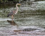 GBH and Alligators in Salt&nbsp;Marsh