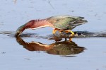 Green Heron Fishing in Salt&nbsp;Marsh