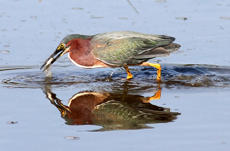 Green Heron Fishing in Salt Marsh