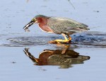 Green Heron Fishing in Salt&nbsp;Marsh