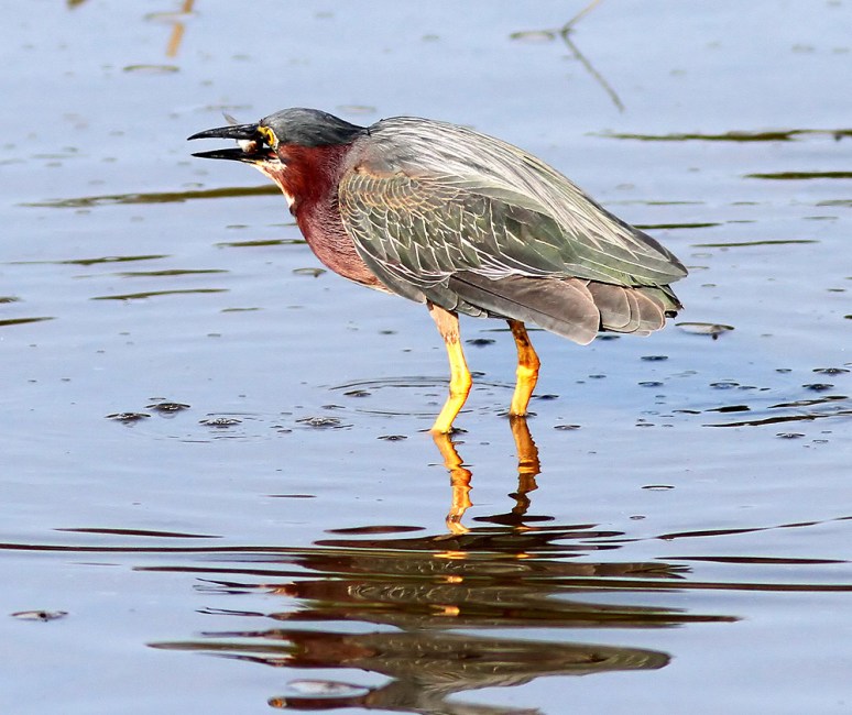 Green Heron Fishing in Salt Marsh