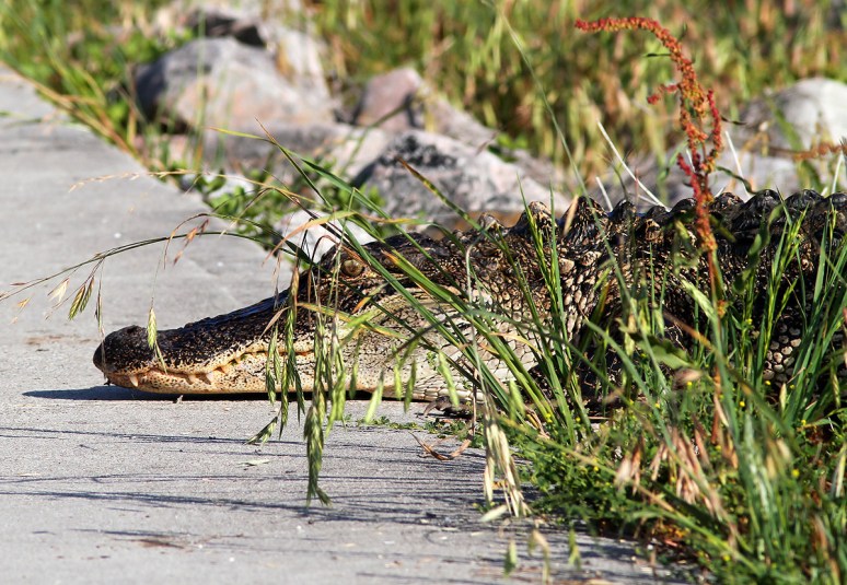 Mr A Walks Out of the Pond 