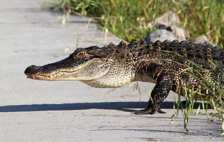 Mr A Walks Out of the Pond 