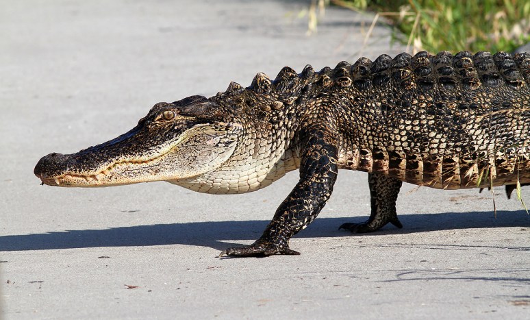 Mr A Walks Out of the Pond 