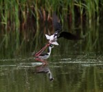 Stilt Takeoff From Marsh&nbsp;Pond