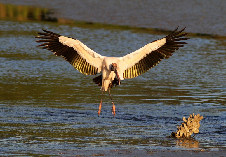 Wood Stork Fly and Feed 