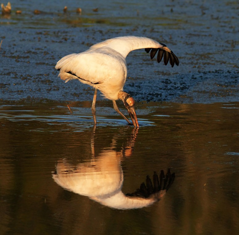 Wood Stork Fly and Feed 