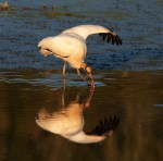 Wood Stork Fly and&nbsp;Feed