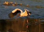 Wood Stork Fly and&nbsp;Feed