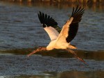 Wood Stork Fly and&nbsp;Feed