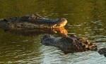 Alligator Fight in the&nbsp;Marsh