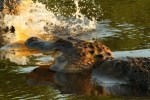 Alligator Fight in the&nbsp;Marsh
