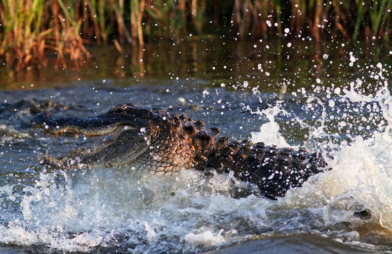 Alligator Fight in the Marsh 
