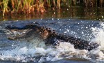 Alligator Fight in the&nbsp;Marsh