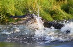 Alligator Fight in the&nbsp;Marsh