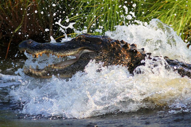 Alligator Fight in the Marsh 