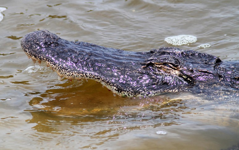 Alligator Fishing in the Salt Marsh 