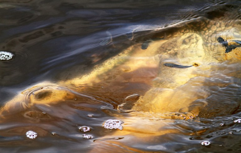 Alligator Fishing in the Salt Marsh 