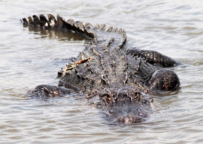 Alligator Fishing in the Salt Marsh 