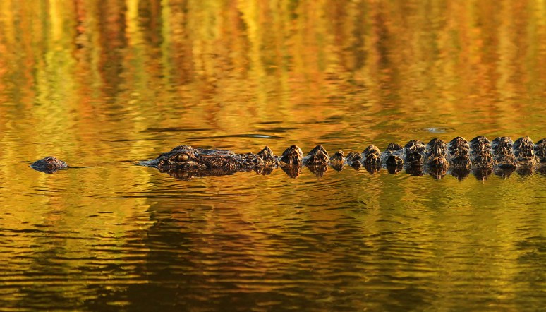 Alligator in Sunset Lighting