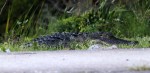 Alligator Takes Late Evening&nbsp;Walk