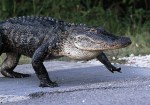 Alligator Takes Late Evening&nbsp;Walk