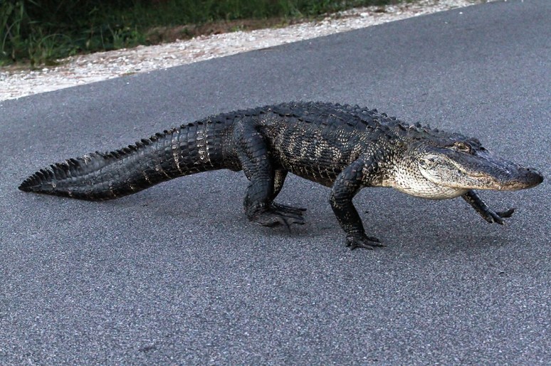 Alligator Takes Late Evening Walk 