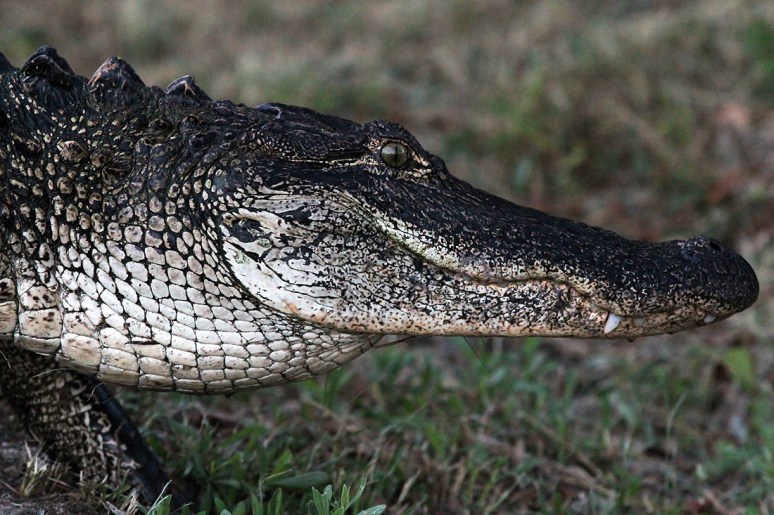 Alligator Takes Late Evening Walk 