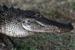 Alligator Takes Late Evening&nbsp;Walk