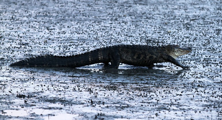 Alligator Takes Late Evening Walk 