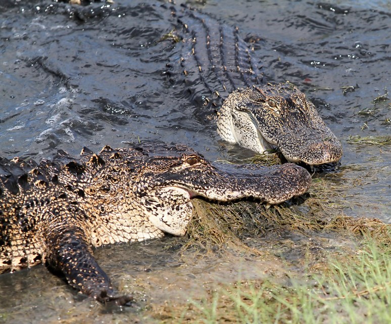 Alligators at the Salad Bar