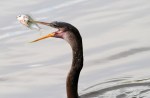 Anhinga Evening Fishing