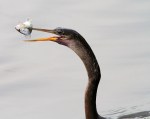 Anhinga Evening Fishing