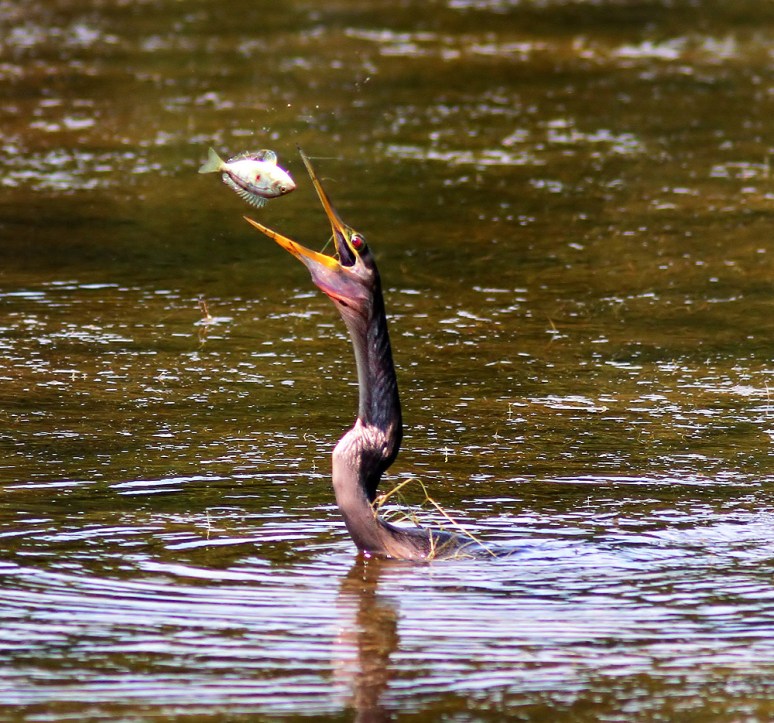 Anhinga Fly and Fish