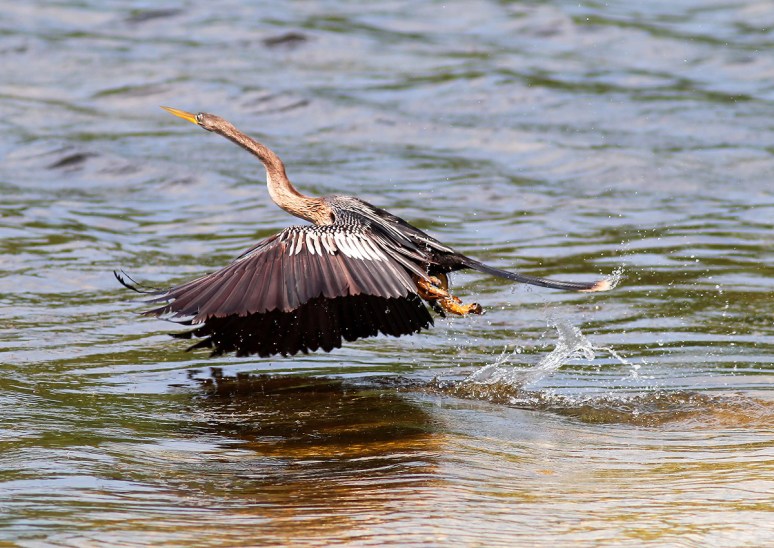 Anhinga Fly and Fish