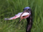 Anhinga With Fish in&nbsp;Grass