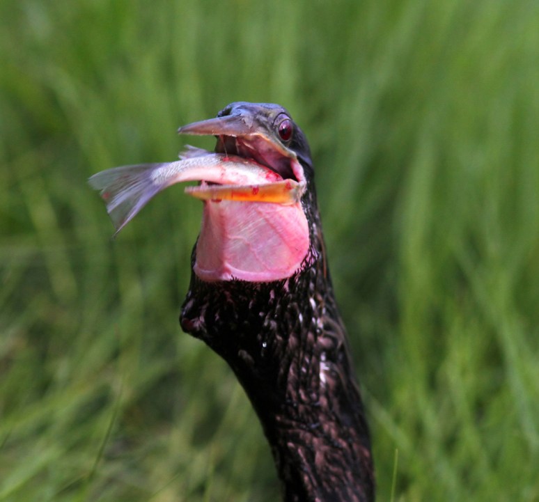 Anhinga With Fish in Grass