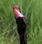 Anhinga With Fish in&nbsp;Grass